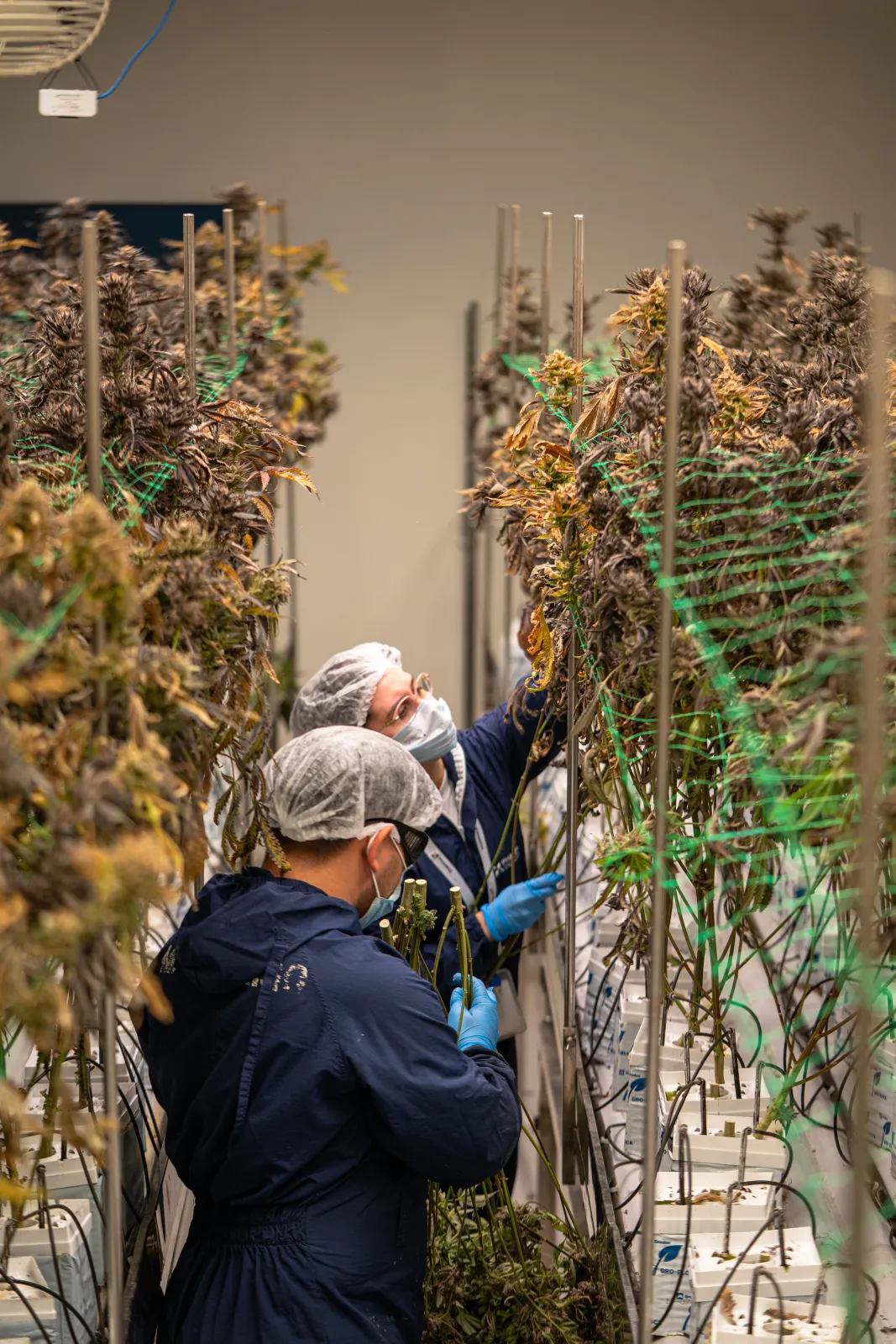 Dos personas con cofia, cubrebocas y guantes revisando plantas en un cultivo de interior
